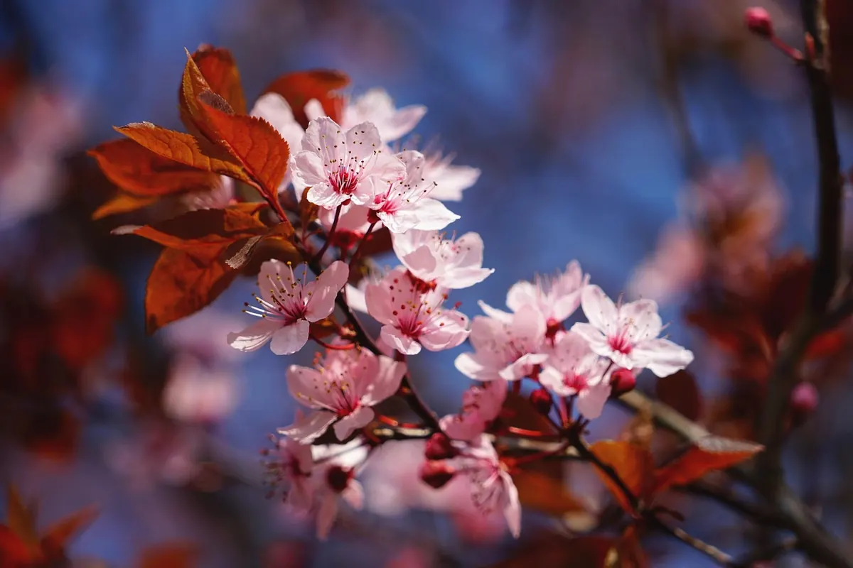 Japan in Cherry Blossom Season vs Autumn: Which Should You Choose?